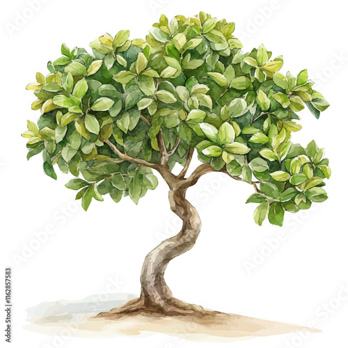 A watercolor illustration of a Ficus tree, with its broad leaves and sprawling branches, isolated on a white background. Ficus tree vector.

