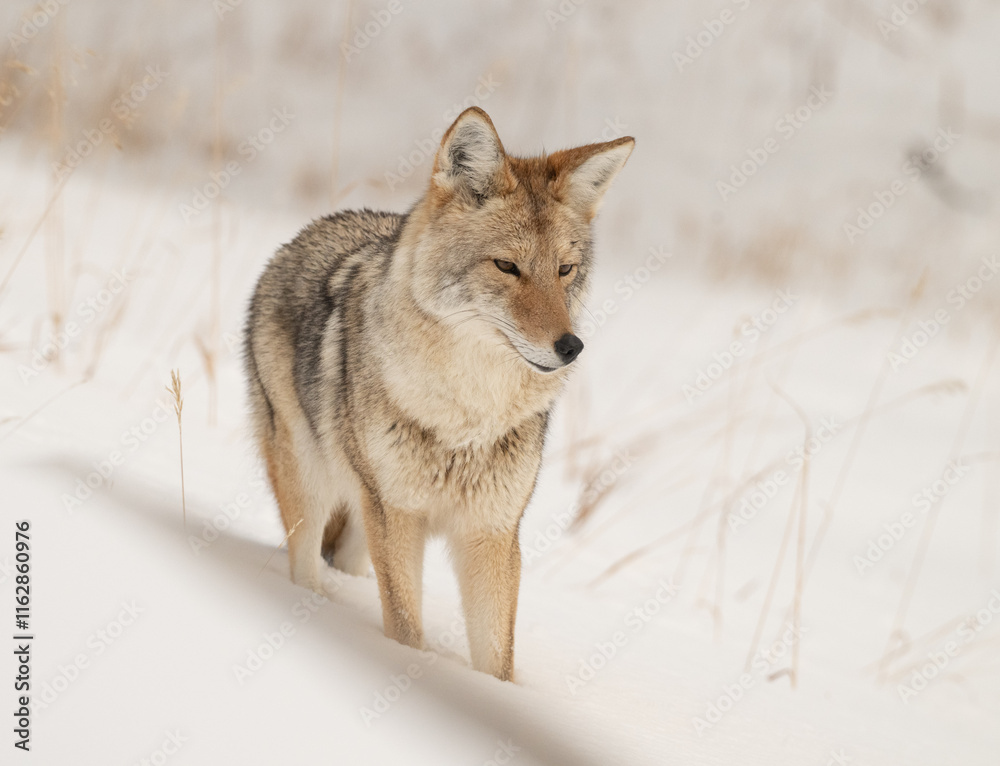 Naklejka premium Coyote in Winter