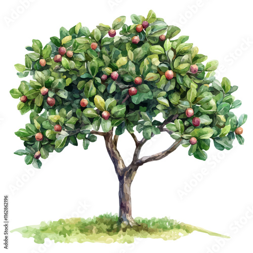 A watercolor drawing of a Fig tree with large, broad leaves and ripe fruit hanging from its branches, isolated on a white background. Fig tree vector.

