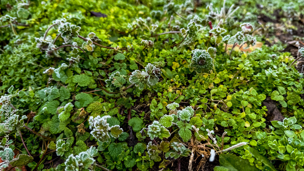 Frost-covered green grass and leaves symbolize the onset of winter, highlighting seasonal change and environmental adaptation Frost-covered green grass and leaves symbolize the onset of winter, highlighting seasonal change and environmental adaptation