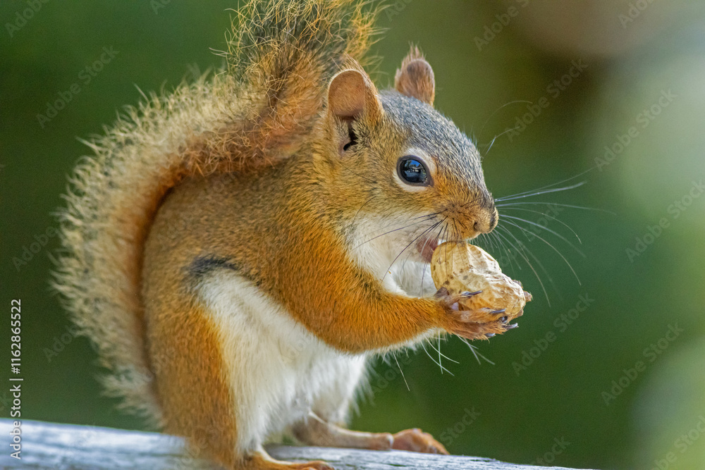 Obraz premium American Red Squirrel, Tamiasciurus hudsonicus, on a bright afternoon closeup