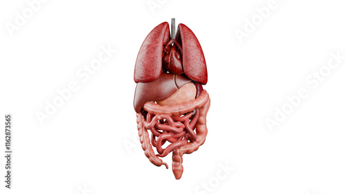 Human internal organs structure 3D realistic photo