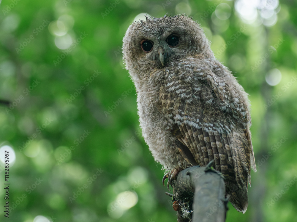 Fototapeta premium eagle owl portrait