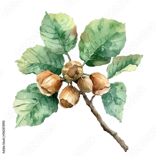 A watercolor clipart of a hazelnut tree, with clusters of nuts hanging from its branches, isolated on a white background. Hazelnut tree vector.

