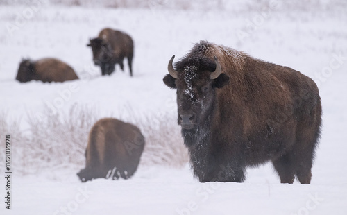 American Buffalo in the Snow