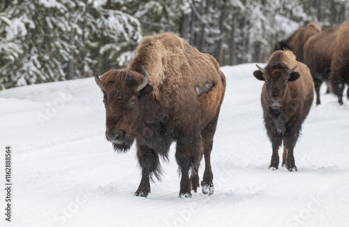 American Buffalo in the Snow