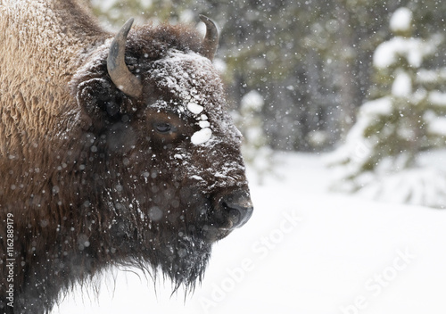 Wallpaper Mural American Buffalo in the Snow Torontodigital.ca