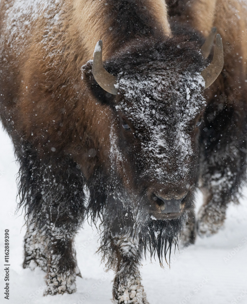 custom made wallpaper toronto digitalAmerican Buffalo in the Snow