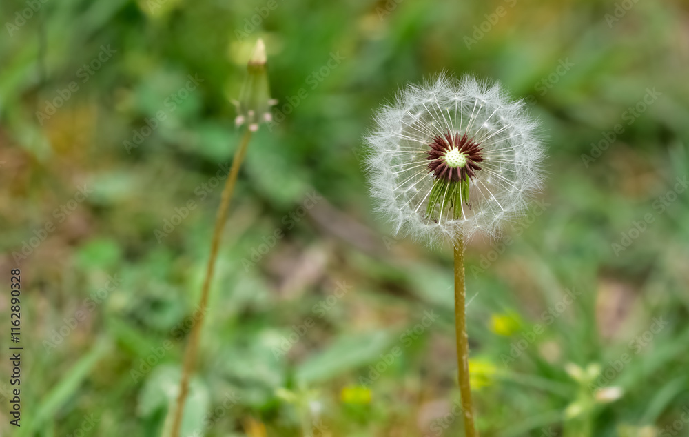 various fluffy dandelions flower photos various fluffy dandelions flower photos