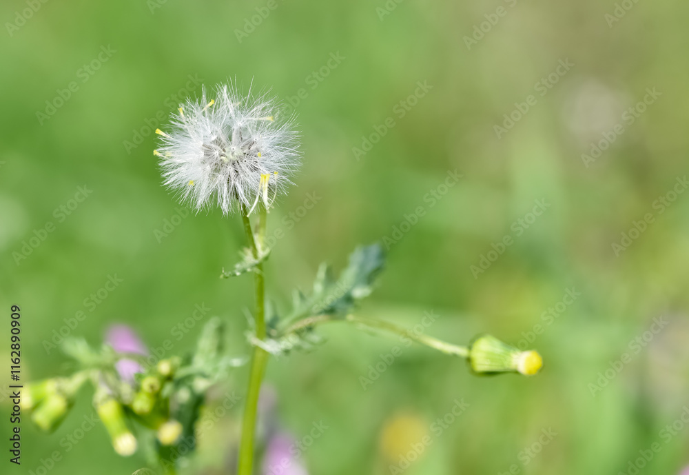 various fluffy dandelions flower photos various fluffy dandelions flower photos
