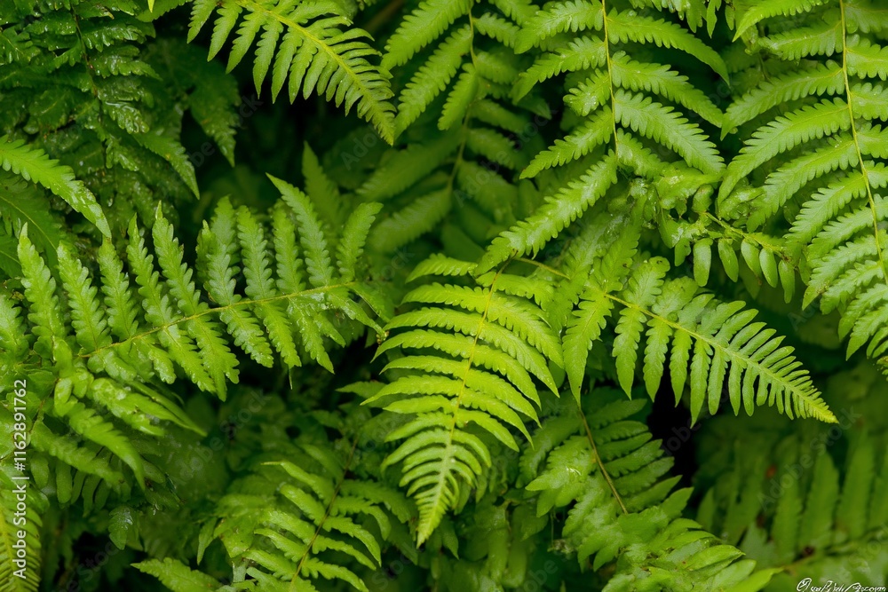 Lush green ferns with water droplets, close-up view.