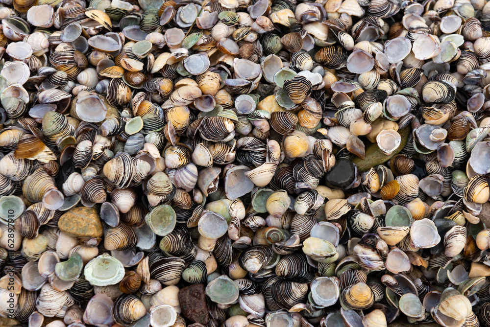 Naklejka premium A vibrant array of seashells creates a captivating coastal texture, showcasing a diverse collection of natural patterns and colors.