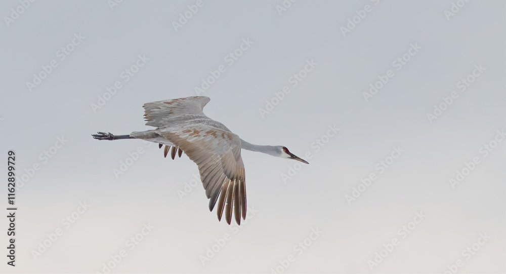 Fototapeta premium Sandhill Cranes in Winter