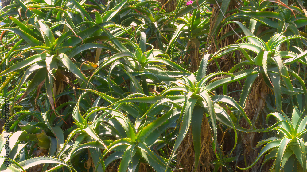 Close-up of vibrant aloe plants . Natural background. Sicily, Italy Close-up of vibrant aloe plants . Natural background. Sicily, Italy