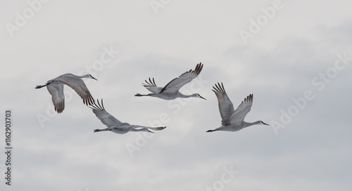 Wallpaper Mural Sandhill Cranes in Winter Torontodigital.ca