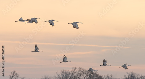 Wallpaper Mural Sandhill Cranes in Winter Torontodigital.ca