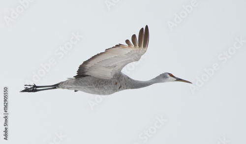 Wallpaper Mural Sandhill Cranes in Winter Torontodigital.ca