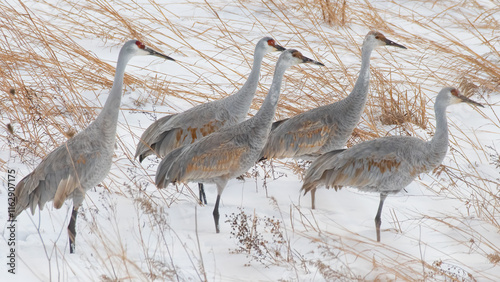 Wallpaper Mural Sandhill Cranes in Winter Torontodigital.ca