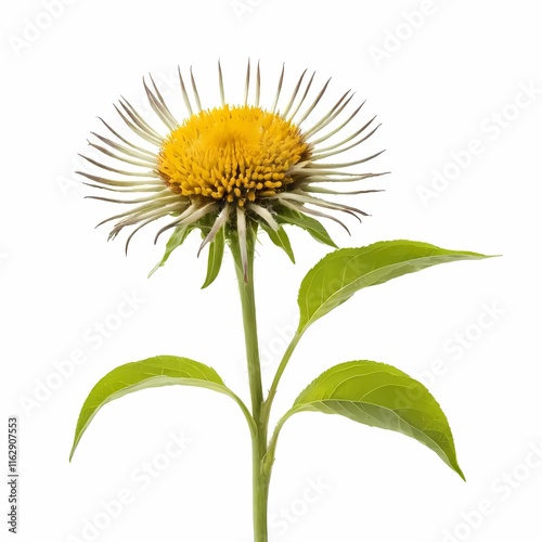 Fresh elecampane plant with leaves on pure white backdrop