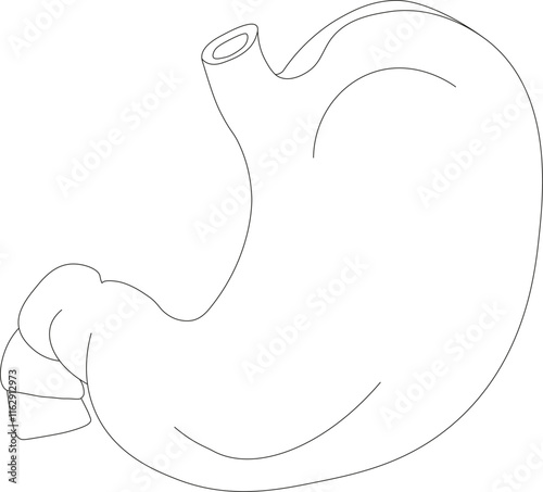 Flat human stomach. Drawing black and white of human body with stomach. Internal organ, anatomy. Flat icon, illustration, isolated on white background.