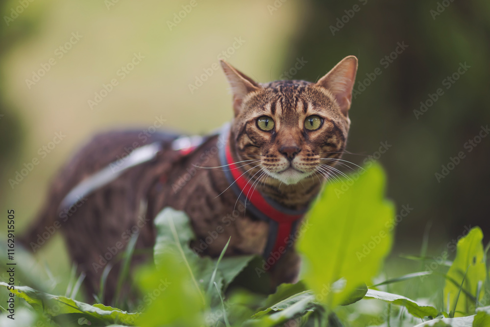 A beautiful bengal cat walks among green grass. Domestic cat walking on a leash in the park. Sweet pet wandering outdor adventure. Bengal cat walks outside. A cat lies among the grass. Pet protection A beautiful bengal cat walks among green grass. Domestic cat walking on a leash in the park. Sweet pet wandering outdor adventure. Bengal cat walks outside. A cat lies among the grass. Pet protection