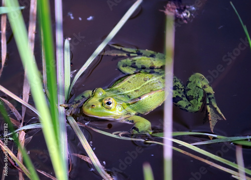 A frog swims in a pond