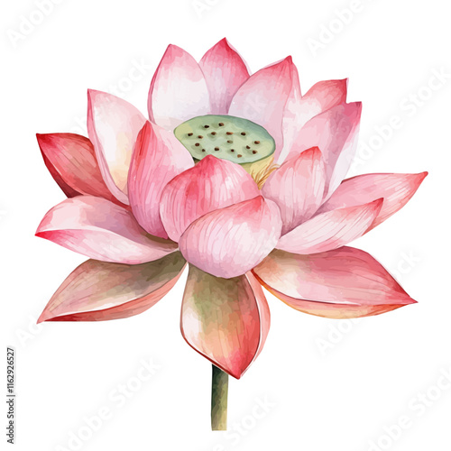 A watercolor vector of a lotus flower, isolated on a white background. Lotus vector.

