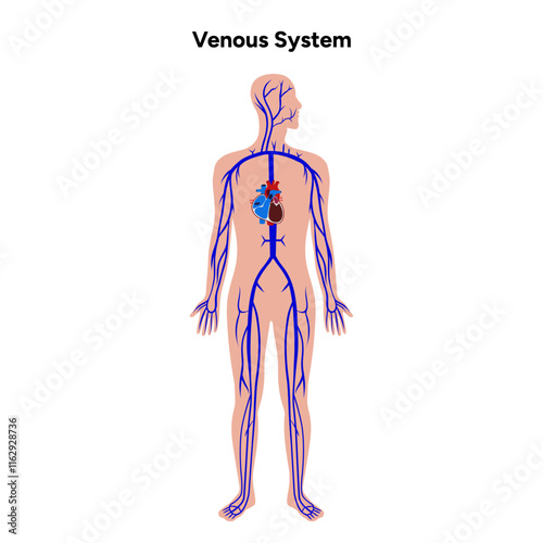 Venous veins human system full body medical diagram