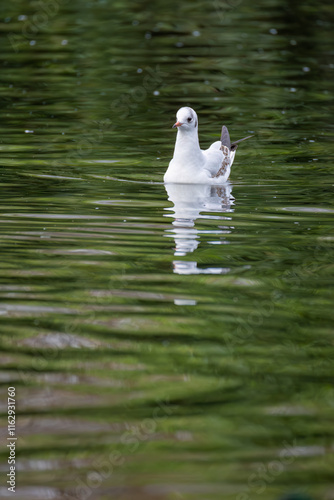 Gaviota reidora nadando sobre un lago con el plumaje de invierno - Black-headed Gull swimming on a lake in winter plumage photo