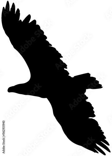 white-tailed eagle silhouette in vector