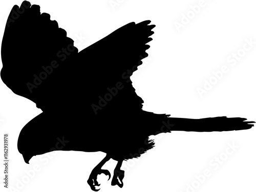 the clouse up silhouette kestrel attacks its prey in flight vector	