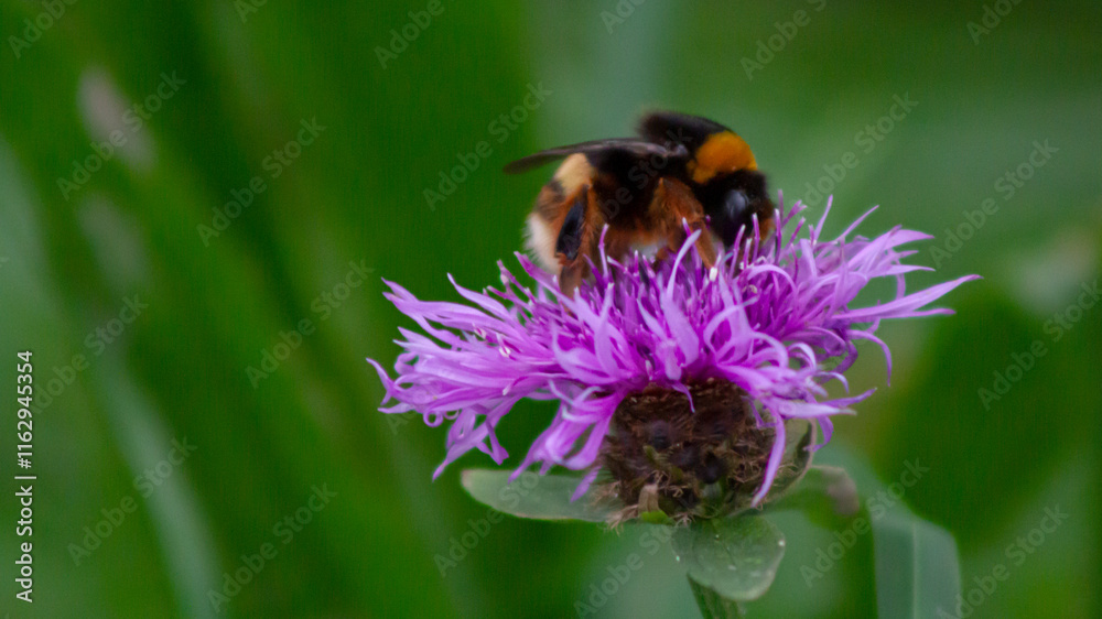 Abejorro en una flor Abejorro en una flor