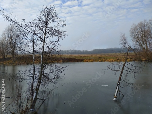 Two alder trees in water in a frozen pond in winter. Winter landscape on an ice-covered winter pond. photo