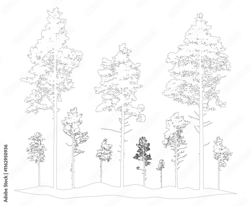 Contour of coniferous forest, pine trees. Beautiful nature, woodland. Vector illustration