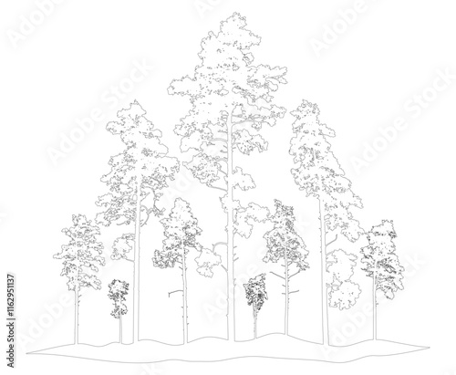 Contour of coniferous forest, pine trees. Beautiful nature, woodland. Vector illustration