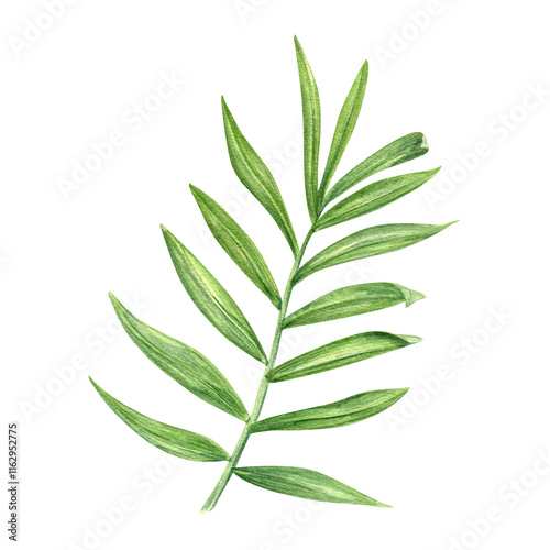 Tropical green areca palm branch with elongated leaves watercolor hand painted illustration. Single exotic jungle leaf for beach package design, birthday greeting card, summer invitation, poster