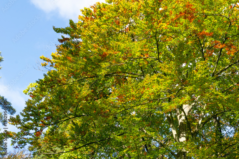 Yellow-green leaves of deciduous trees in autumn forest. Tree branches against the blue sky. Yellow-green leaves of deciduous trees in autumn forest. Tree branches against the blue sky.