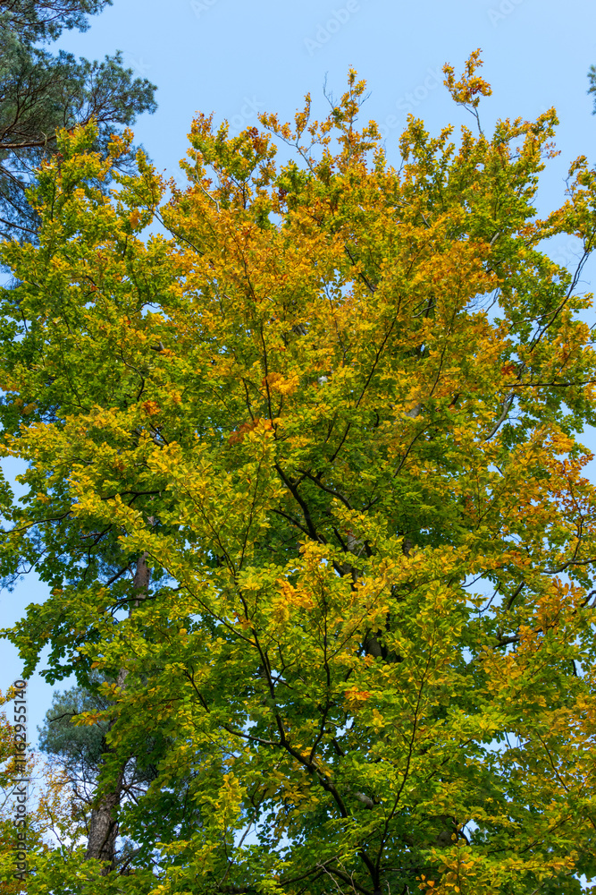 Yellow-green leaves of deciduous trees in autumn forest. Tree branches against the blue sky. Yellow-green leaves of deciduous trees in autumn forest. Tree branches against the blue sky.