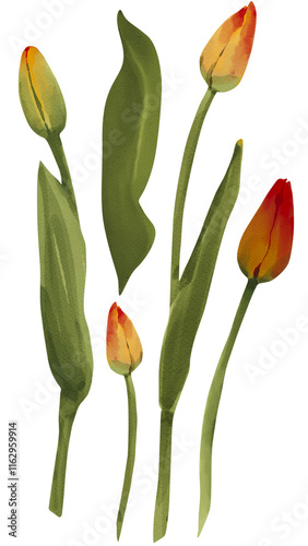 watercolor tulip illustration isolated on white with green leaves