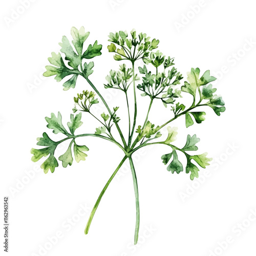 A watercolor of a parsley flower, isolated on a white background. Parsley vector.
