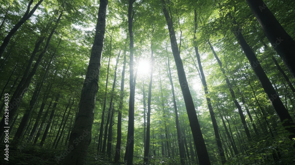 Obraz premium Bright sunlight breaks through a thick canopy of lush green leaves in a peaceful forest, creating a tranquil atmosphere in mid-afternoon light