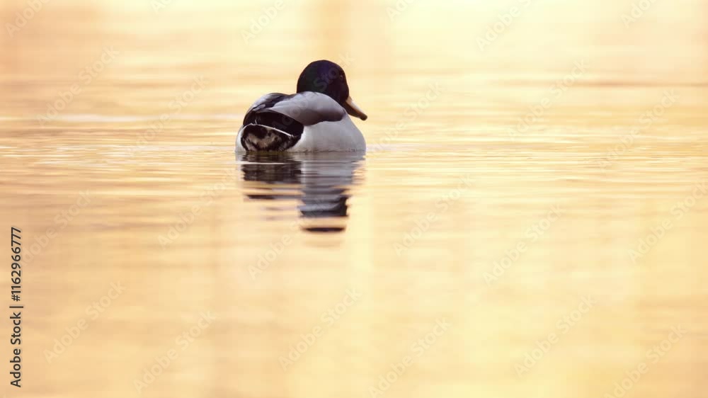 vidéo de canards colverts sauvages puis un seul reste en milieu du cadre tout en nageant sur l'eau sublimée par une très belle lumière hivernale