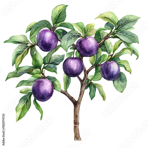 A watercolor vector of a plum tree, isolated on a white background. Plum vector.
