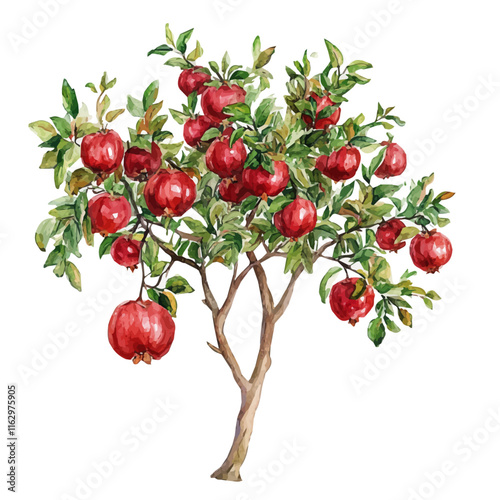 A watercolor drawing of a pomegranate tree, isolated on a white background. Pomegranate vector.
