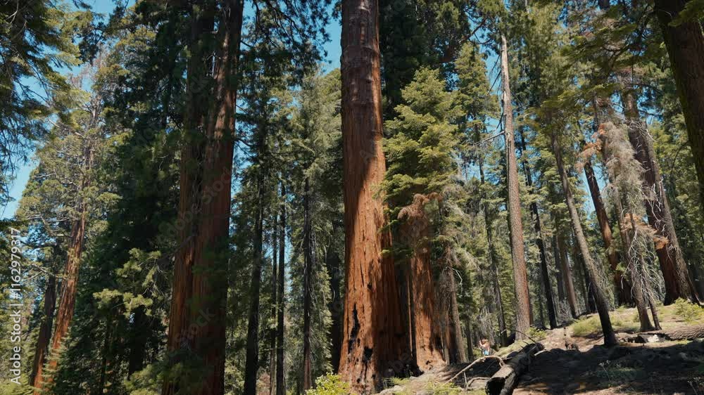 Giant redwood pines sequoia trees, Sequoia National Park, California, USA. The Sentinel Giant Sequoia tree in Sequoia National Park in the Sierra Nevada Mountains of California. Yosemite National Park