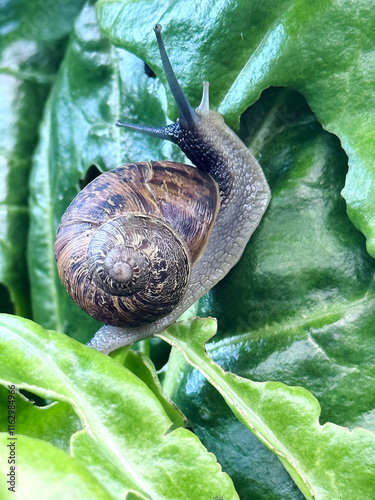 snail on leaf