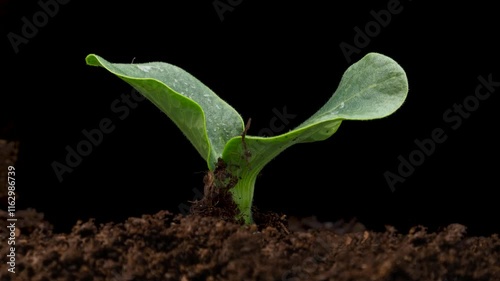 Agriculture plant seeding growing, timelapse. Sprouts germination, Green seedling