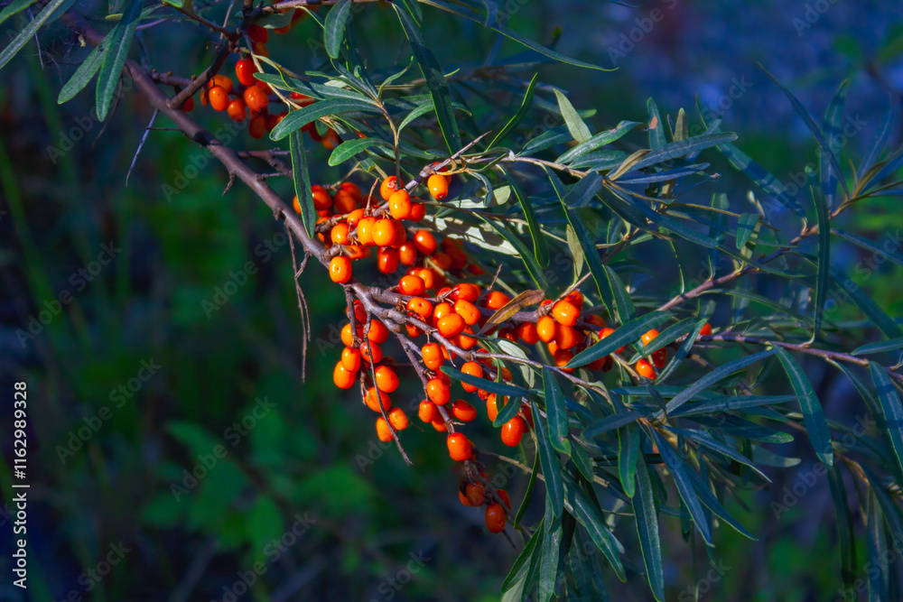 Ripe red berries of wild forest sea buckthorn. Sea buckthorn growing on a tree. Ripe red berries of wild forest sea buckthorn. Sea buckthorn growing on a tree.
