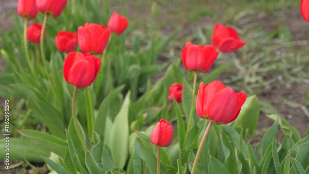 red tulips garden. Agriculture. growing flowers. farming. flower business. Relaxing beautiful time bulb hip red spring full sunsetting. background tourism agronomy still life landscape latina traveler red tulips garden. Agriculture. growing flowers. farming. flower business. Relaxing beautiful time bulb hip red spring full sunsetting. background tourism agronomy still life landscape latina traveler