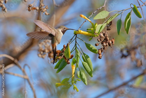 Male Oasis Hummingbird drinking from a Cestrum parqui -  Male Rhodopis vesper feeding - Picaflor del norte Macho libando de Palqui